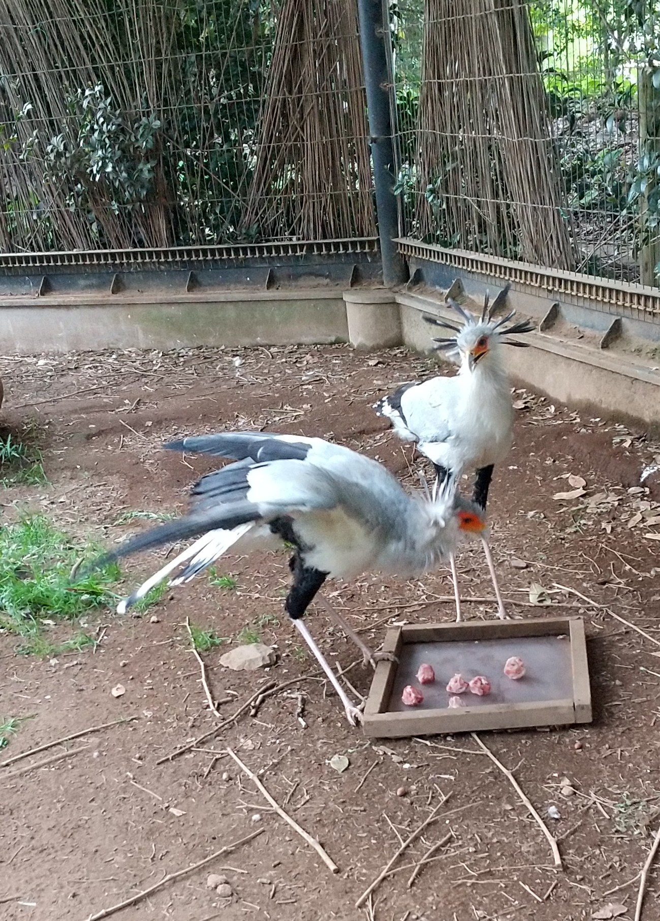 千葉市動物公園 公式 ヘビクイワシは英語名がsecretary Bird 秘書官鳥 と呼ばれていて頭の飾り羽 に由来しています 丁度エサを食べにきて 頭の羽が広がったところです 飼育１ 千葉市動物公園 ヘビクイワシ T Co E8ois2u1zj Twitter