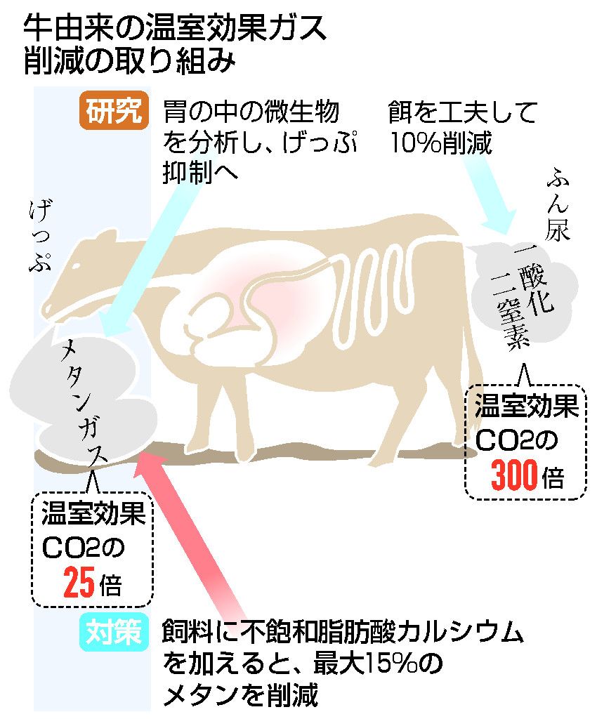 温暖化対策 牛のげっぷ抑制へ 農林水産省が胃の微生物や餌を研究