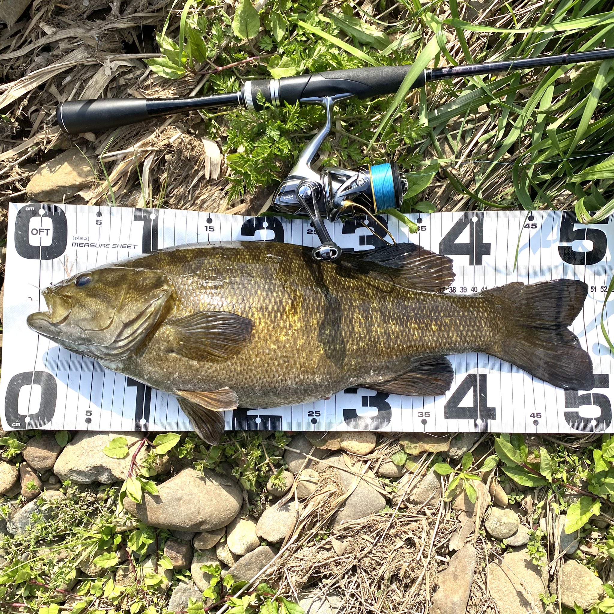 Mitsu 栃木バス釣り やっとだ やっとスモールでも50が釣れました ラージ57 スモール50 記録塗り替え バス釣り スモールマウスバス 川スモール 栃木 T Co Ovfmkn9cst Twitter