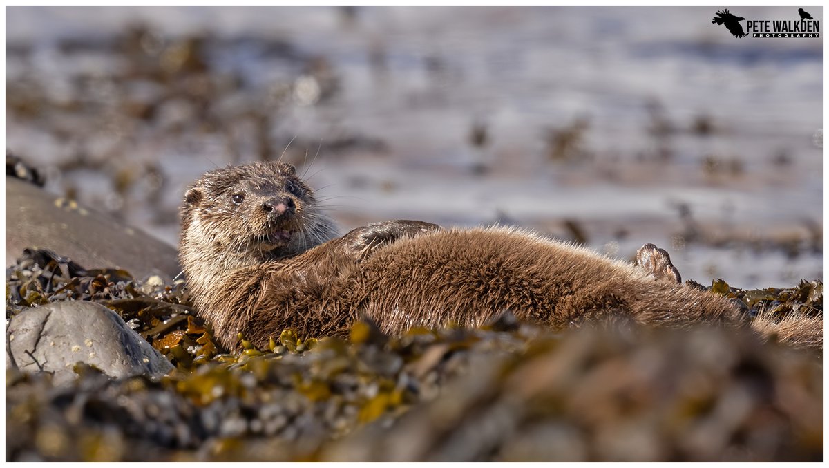 Otter - enjoying some warm April sunshine, whilst grooming on the shore. #Mull #wildlifephotography #springwatch @BBCSpringwatch @Argyll_IslesApp @WildArgyll @WildOtterTrust @RSPBScotland