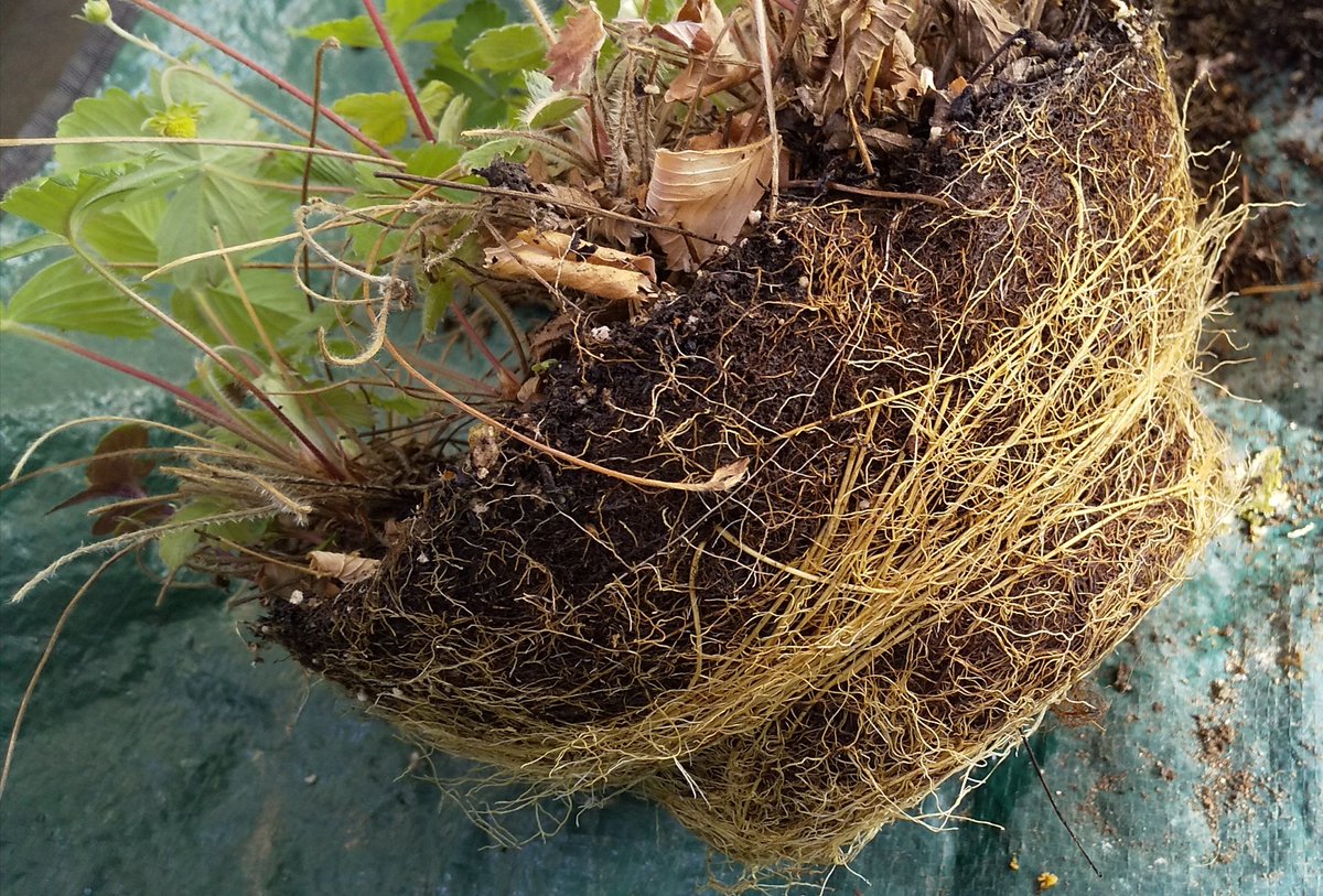 ハーブサロン京都 シデリティス ワイルドストロベリーの株分け 根がぐるぐる巻きになっていたので かなり無理やり分けました 地下茎であっという間になじんでくれることを期待 ベランダの鉢数はあまり増やしたくないのですが 美味しいものは例外です