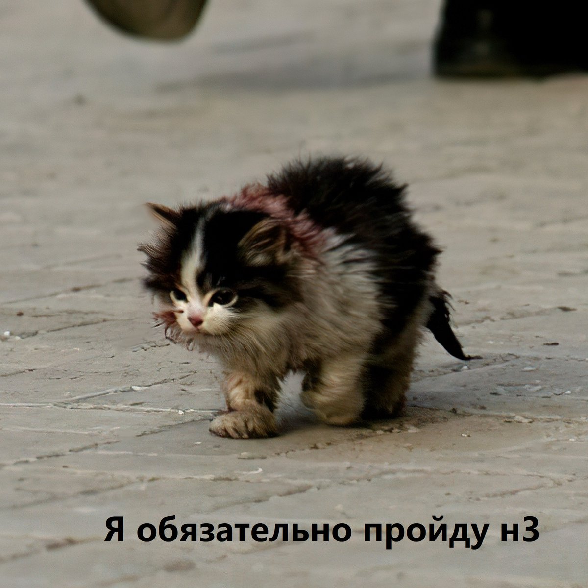 Кот который идет