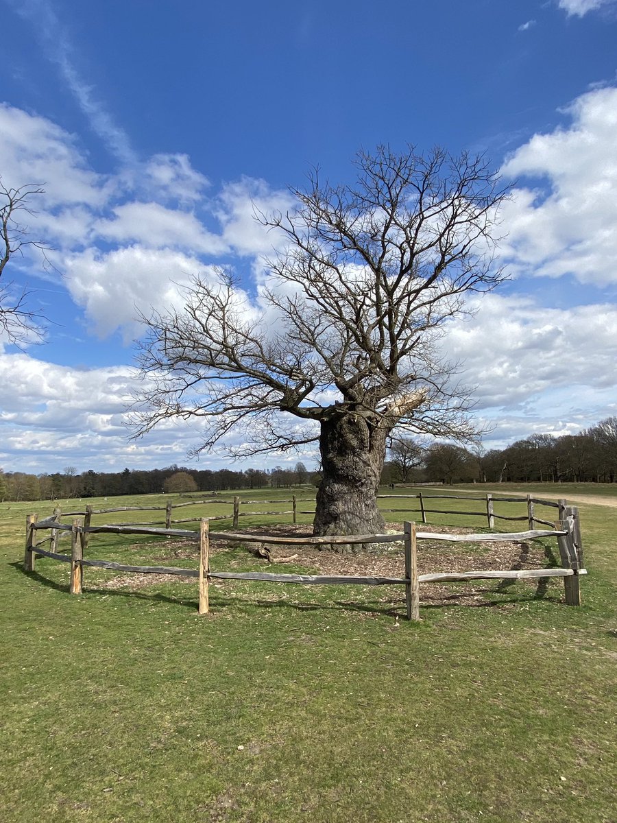 TiCLme's tweet photo. Originally there was only one #ForbiddenTree 🌳
Now there are lots 🥲
@AncientTreesATF @The_MajorOak
https://t.co/29aADpUJA7 https://t.co/4jjlrZvWZ7