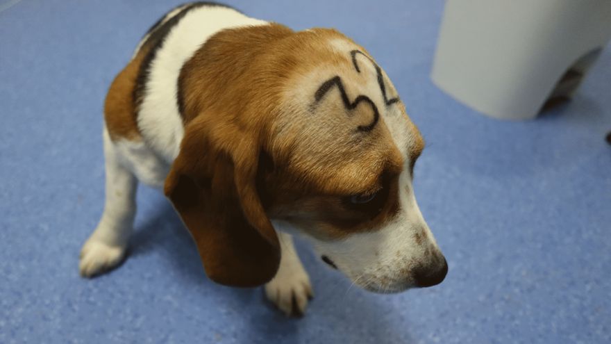 Nega_Maiz's tweet photo. Esto es una barbaridad (son imágenes reales del laboratorio).
https://t.co/eoKLr4aRNb

#VivotecniaCrueldadAnimal https://t.co/gegEq2DKgF