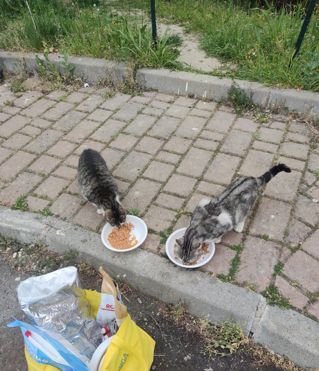 EStradini's tweet photo. Ciao.  Oggi grandi difficoltà 
Sveglia presto. Si bada ai casini 🏡🐈💛 e, data la pioggia, prima tappa da Ingo per aerosol e terapia 
Seconda tappa colonia, foto no, telefono danneggiato e piove a dirotto , ma loro ci sono   affamati e bagnato con il loro grido di aiuto ❄️🐈💛 https://t.co/BE1T8i4Q8w