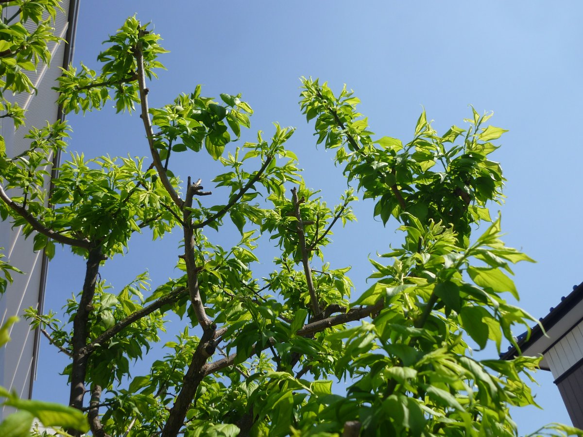 おうやん 本日 梅にアブラムシがついているのを確認し 本年最初の農薬散布となった やっぱりそうそううまくはいかないもの しかしまあ いきなり先端辺りにいるけど どこから来るんだろうねえあの人たちは 人じゃないけど アリが運んでくるのかな