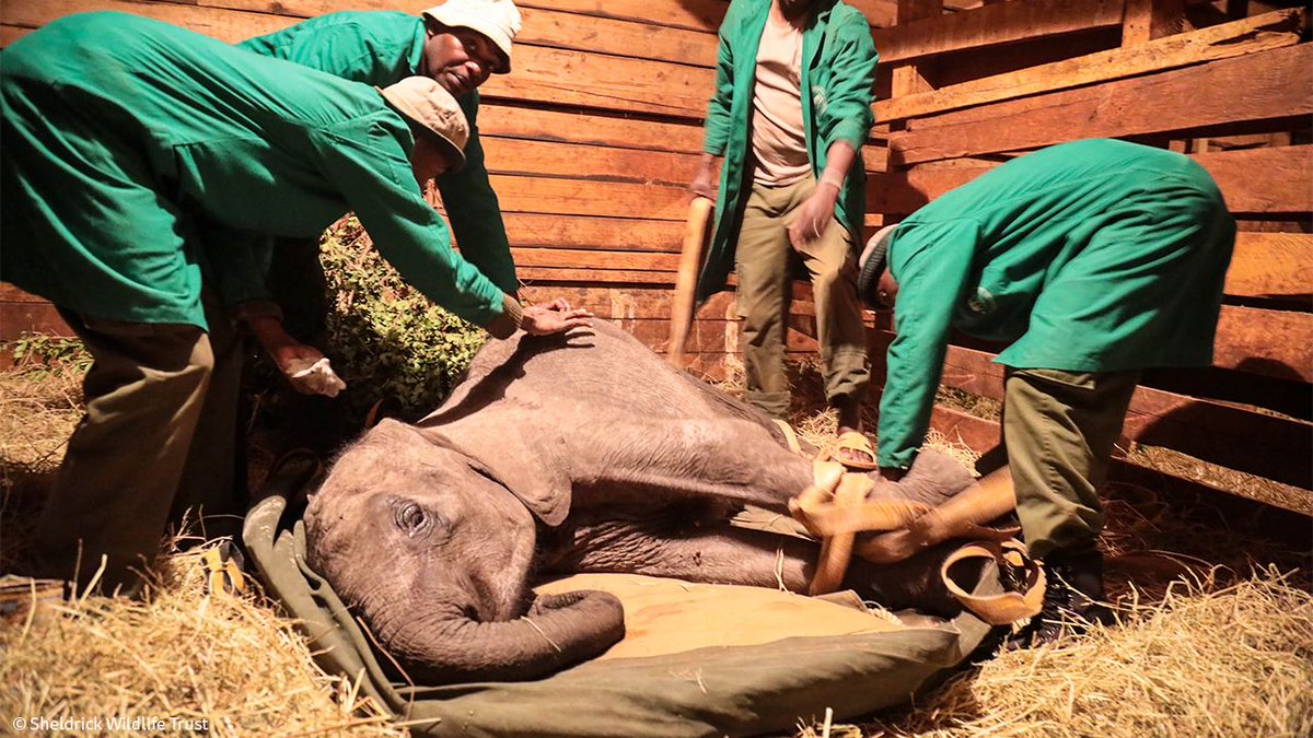 SheldrickTrust's tweet photo. Ziwadi was found as a lone calf, following cars and cattle for company and suffering from an arrow injury. Rescued and brought to our care, she's now safe. This week marks her 2 year #rescueversary - see her most recent photos at: https://t.co/w9I2Khig37 https://t.co/48JVjaJ4NN