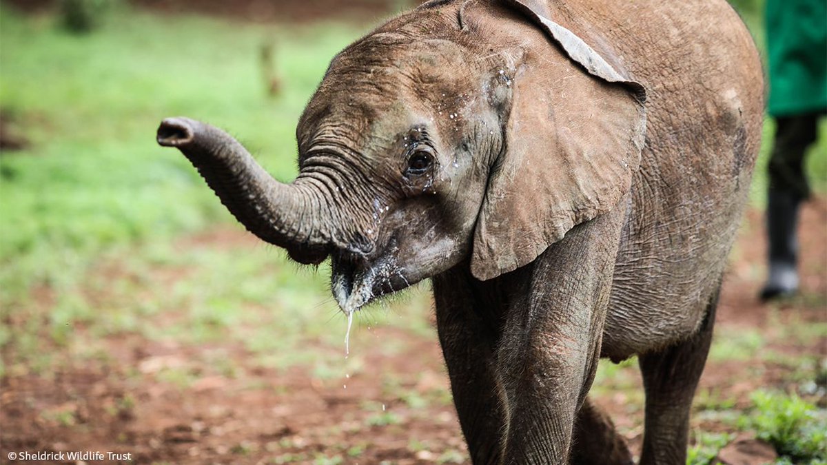 SheldrickTrust's tweet photo. Ziwadi was found as a lone calf, following cars and cattle for company and suffering from an arrow injury. Rescued and brought to our care, she's now safe. This week marks her 2 year #rescueversary - see her most recent photos at: https://t.co/w9I2Khig37 https://t.co/48JVjaJ4NN