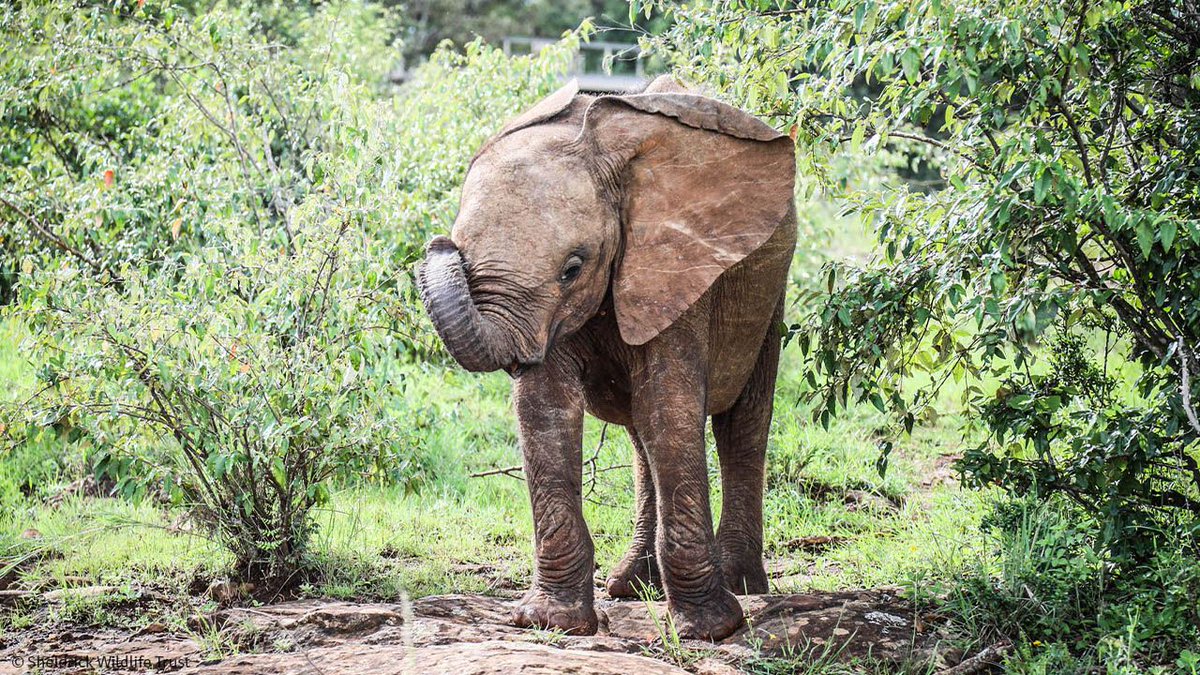 SheldrickTrust's tweet photo. Ziwadi was found as a lone calf, following cars and cattle for company and suffering from an arrow injury. Rescued and brought to our care, she's now safe. This week marks her 2 year #rescueversary - see her most recent photos at: https://t.co/w9I2Khig37 https://t.co/48JVjaJ4NN