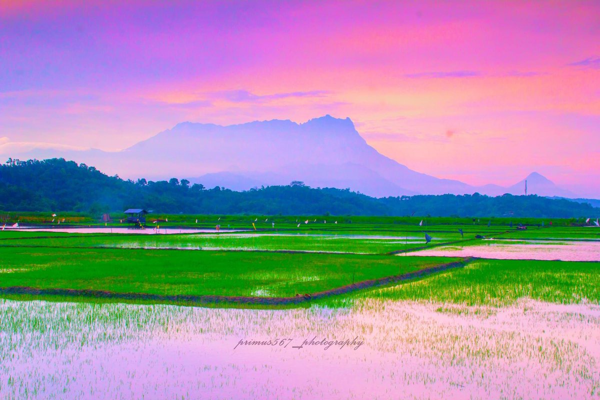 primus567 tweet media