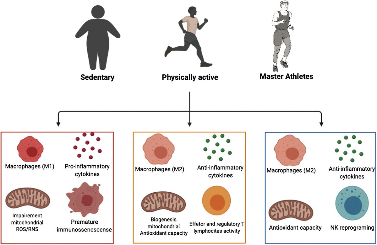 Immunometabolic responses according to physical fitness status and lifelong exercise during aging: new roads for exercise immunology

👀👀👇👇

sciencedirect.com/science/articl…