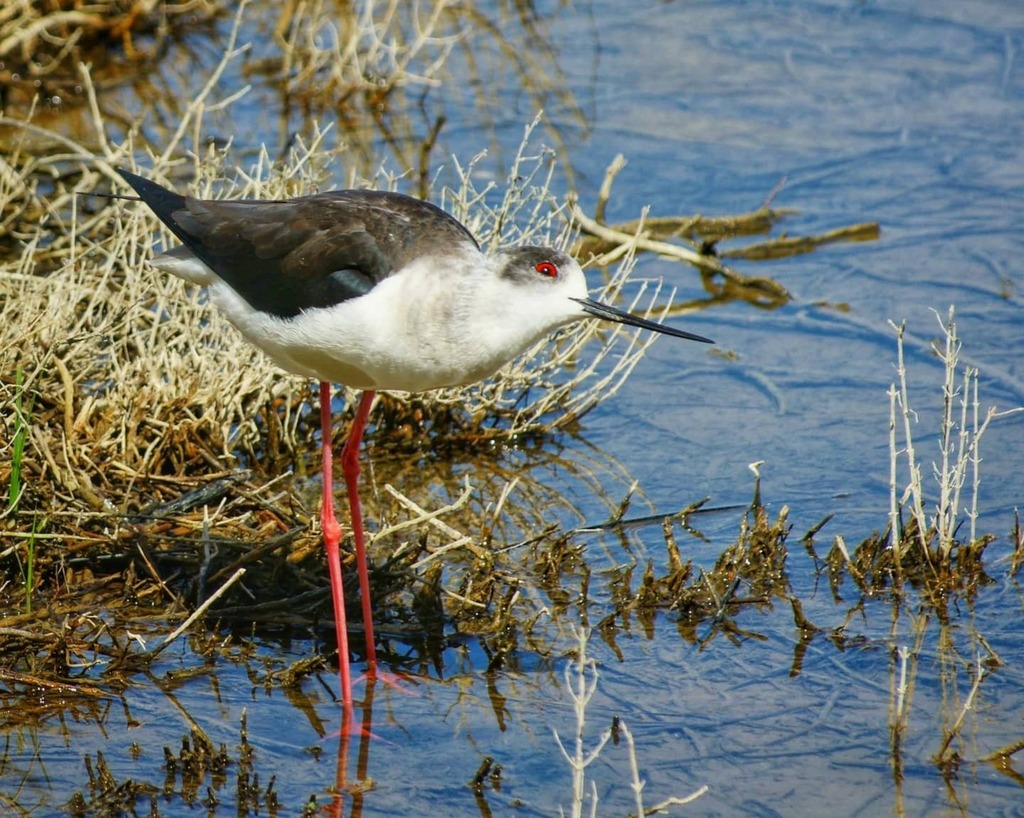 12 años ya de esta foto... #Avisador #Cigüeñuela #HimantopusHimantopus #recuerdos #viajandorevelando.
.
#mallorca #igersmallorca #loves_balears #estaes_baleares #total_baleares #albufera #AlbuferaDeMallorca instagr.am/p/CNhKiWqjNTe/