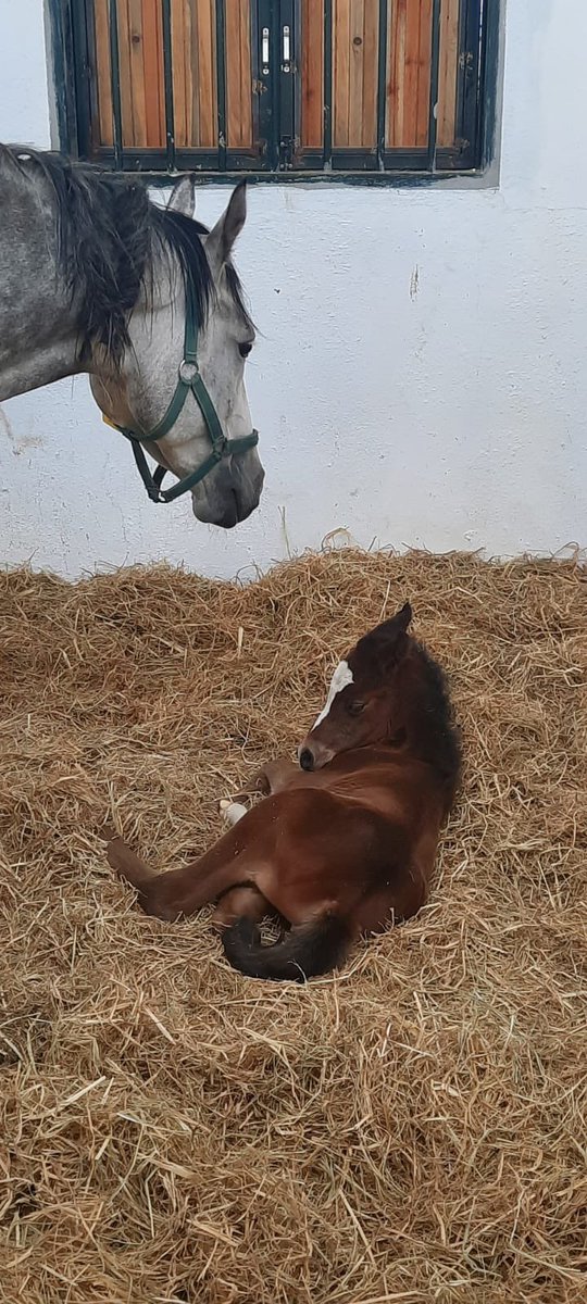Günün ilk güzel haberi !
Haramızın nadide kısraklarından 
Zeynepsultan özgunhan’dan sağlıklı dişi bir tay dünya ya getirmiştir. Şansın bahtın açık olsun 🥰🧿🥰🧿 
<a href="/KAYA_Ali_KAYA/">ALİ KAYA</a> 
<a href="/cuneytbas35/">Cüneyt BAŞ</a> 
<a href="/mjdat14530061/">müjdat ertop</a>