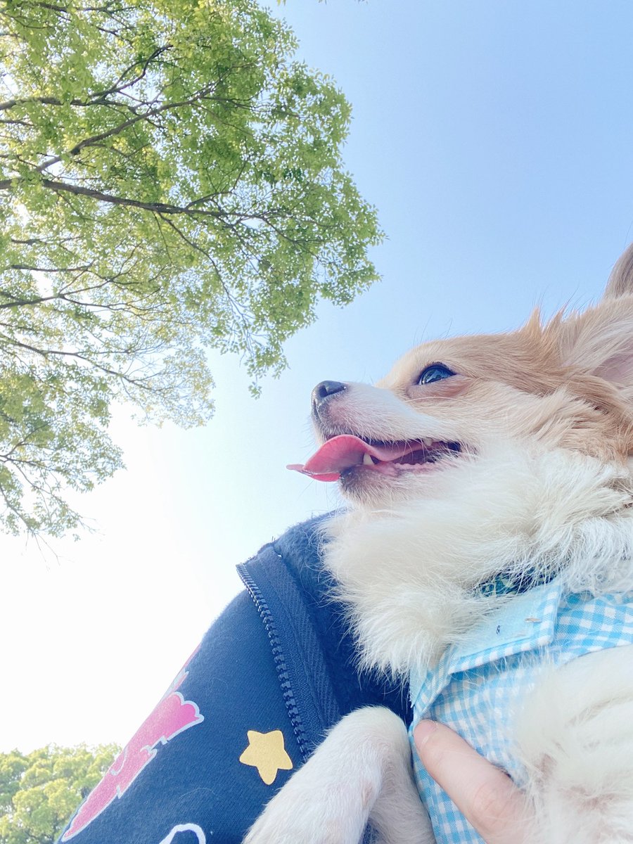 1000以上 パオパオチャンネル 小豆 犬 パオパオチャンネル 小豆 犬 Akusevenpic