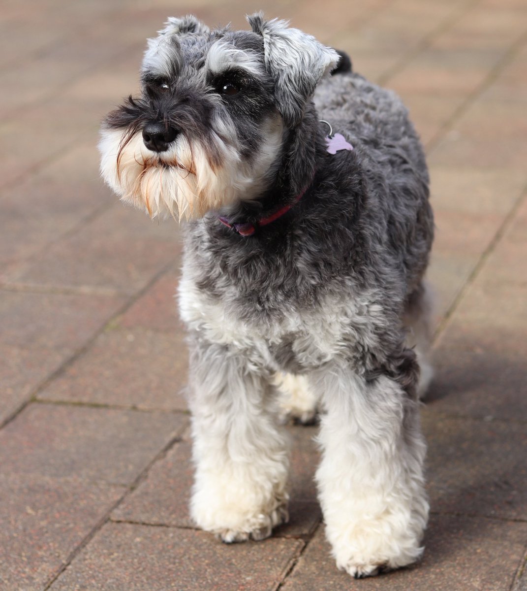 I'm 3 today! #NationalPetDay #SchnauzerGang #dogsoftwitter