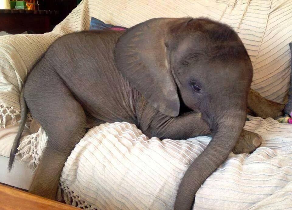 Живой слон цена. Слоненок. Домашний слон. Спящие слоны.