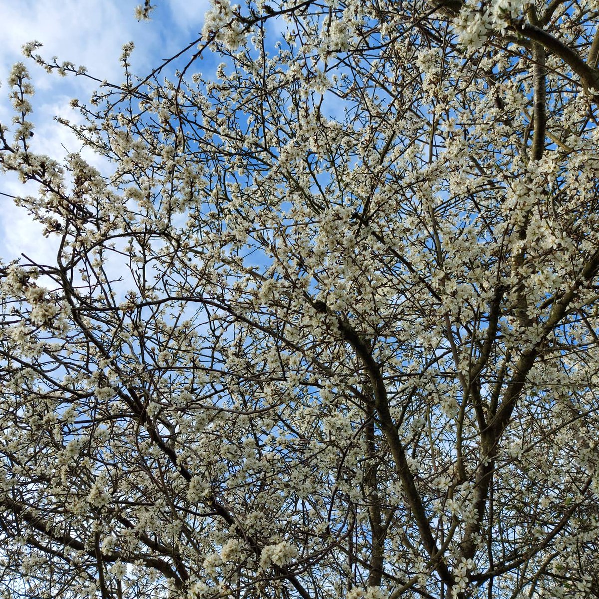 village_sam's tweet image. Hedgerows are waking, the blackthorns are in full blossom.  #treewardens