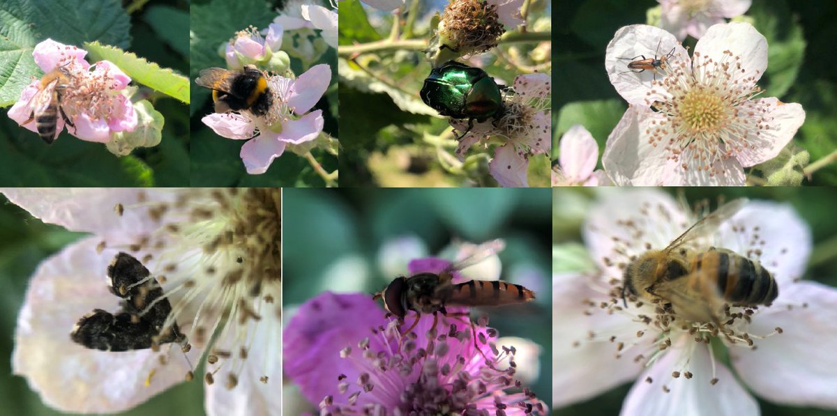 And they are pretty generous with it! Their large, open, abundant flowers have almost no physical limitation for who can use them. So a HUGE variety of things do. This picture represents a couple of minutes of me chasing insects around my allotment bramble patch.