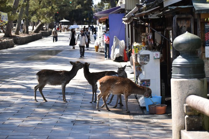 奈良公園のtwitterイラスト検索結果