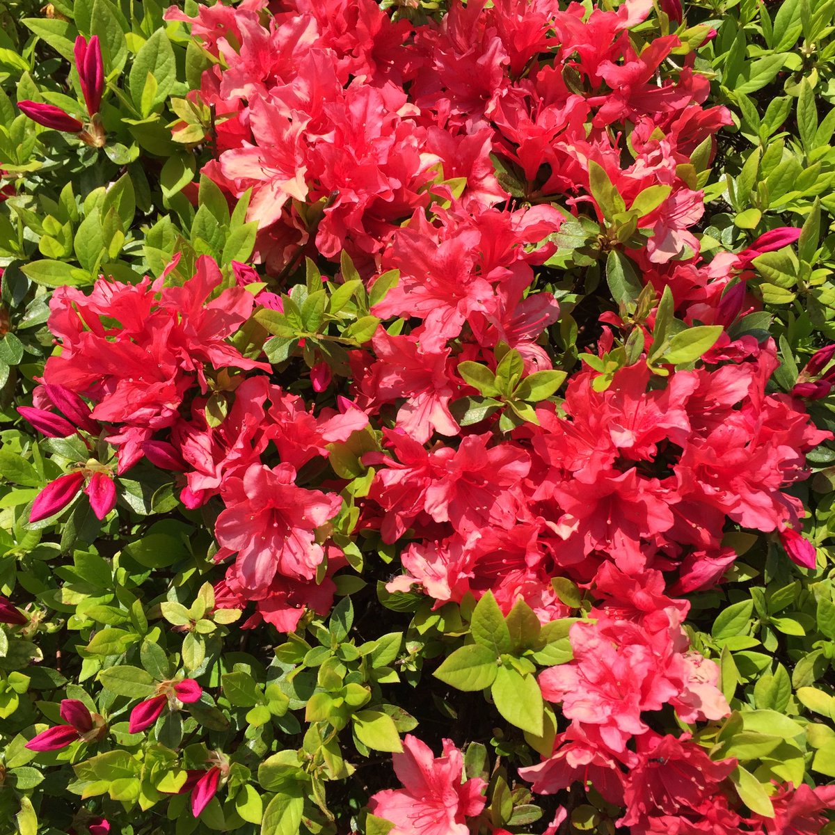 Masashi 庭に咲いている赤いツツジの花 Red Blossoms Of Asiatic Azalea Rhododendron Ferrugineum That Are Blooming In My Garden ツツジ 赤いツツジ 花 赤い花 春の花 花が好き 春 4月 Asiaticazalea Rhododendron Blossom Blute Spring