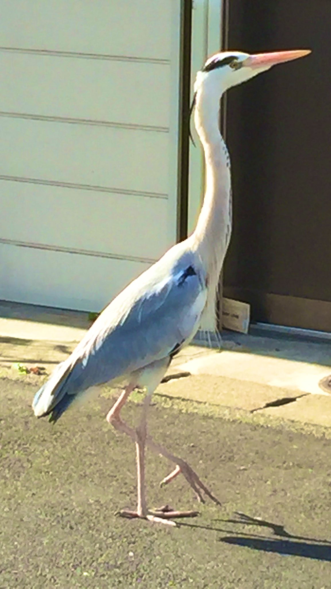 Kazusa 今年も元気なアオ鷺さん でも なかなか道を譲ってはくれないので 元気 通るよ ごめんね と恐々 側を抜ける私であった 迫力がありすぎて 怖いんです アオサギ 環境の変化に負けず元気でいてね T Co 6cc1fwpgos