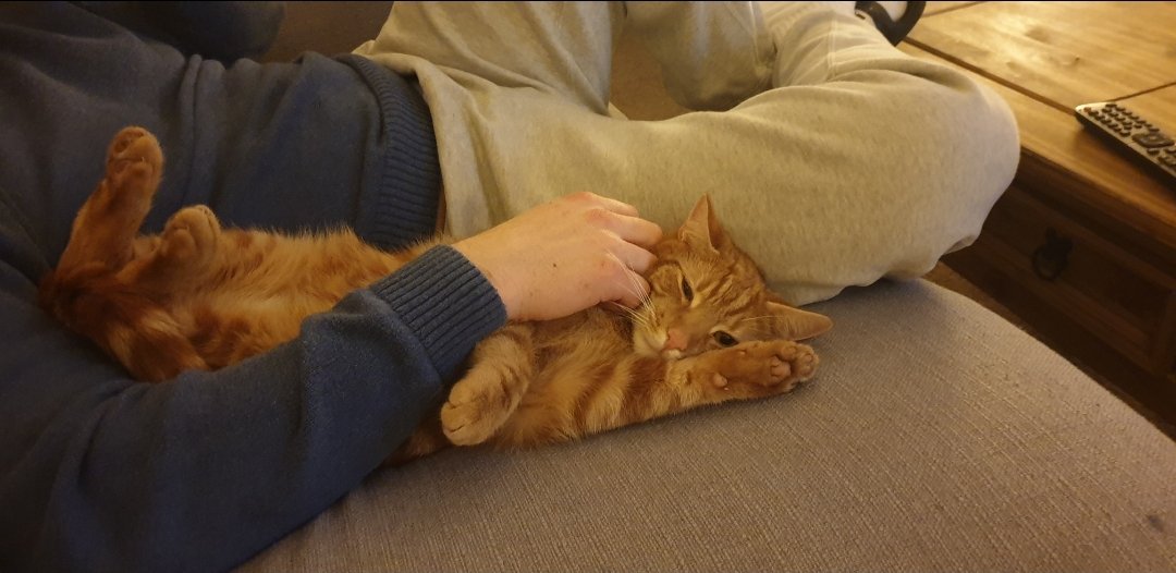 fayelou85's tweet photo. @SturgeWeberUK @lauren69687175 @MissChlosephine @Lolly_Lau_Sian @angelinasdreams Hugo - the maine coon. The worlds most amazing cat, a gentle giant who used to keep me company when I was sad or lonely 😍

Jasper - the ginger. He's friendly and gentle and loves lots of cuddles. He left me a lovely gift this morning, a dead rat 🙃🤢🤣

Layla - the princess... https://t.co/30QNKOQhdh
