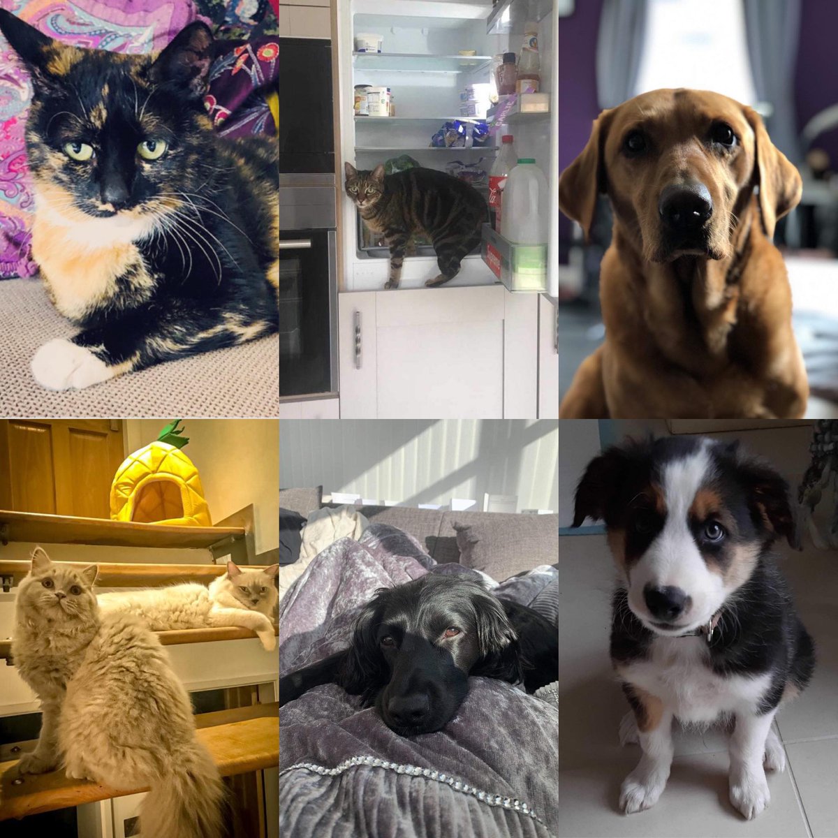 PureClarityAI's tweet photo. In honour of #NationalPetDay we thought we would share with you some of our furry team members! 🐕🐈🐾

Also, shout out to our clients @petplaysf for all the amazing work they do for pets globally! Check out their range of products here: https://t.co/Ru6eFHhLd5

#TeamFurClarity https://t.co/mVvCqDJd2h