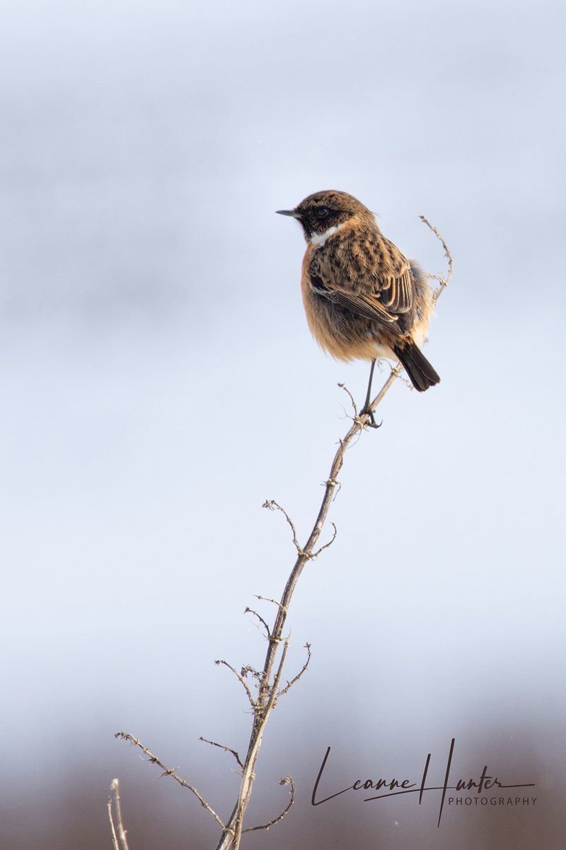 Another picture of the stonechat I spotted a while back. :) They are super cute. 🙂Hope you have a lovely Sunday and a well-deserved rest. 🙂 #bird #stonechat #wildlife #nature #photo #Sunday