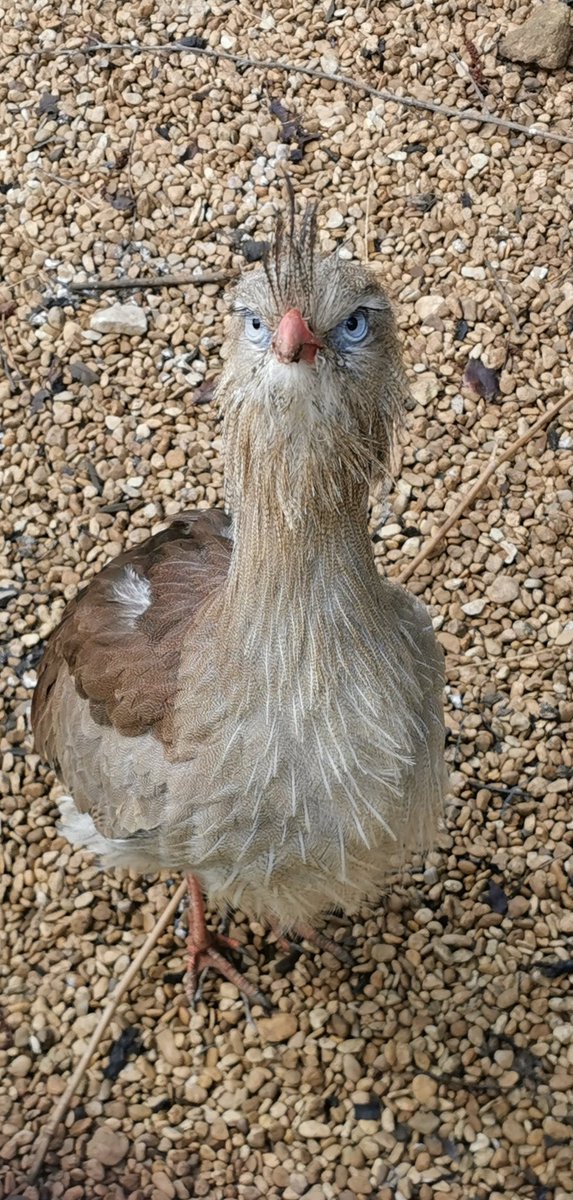 We are all very excited to welcome you back tomorrow. The staff and the animals have been very busy getting everything safe and ready for your arrival.

Who are you excited to see most?

#milletsfalconry