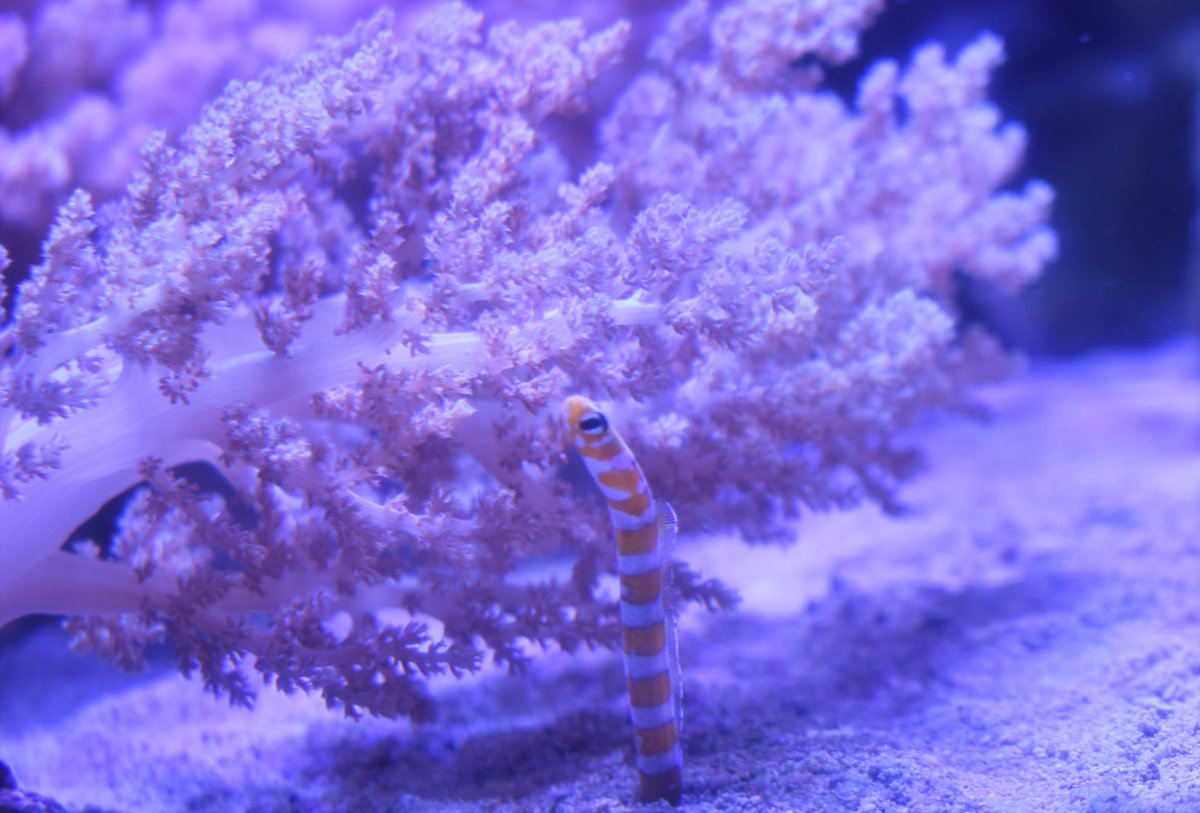 תג ハナガササンゴ בטוויטר