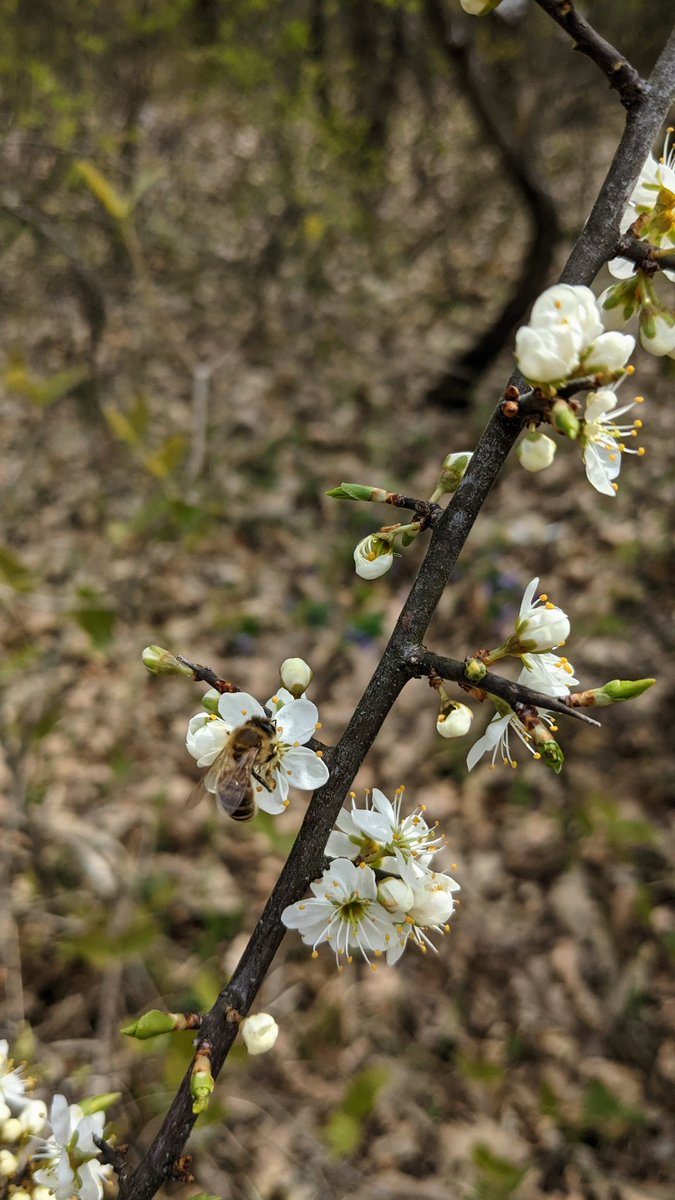 Es8ch1's tweet photo. Reaction of nature to spring is simply amazing. https://t.co/RUiHkjC8qA
