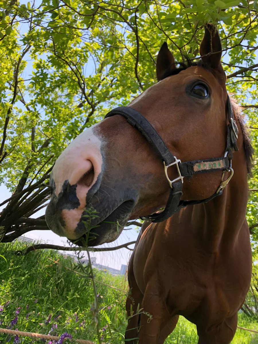 大阪市立大学馬術部 Uma Uma Ocu Twitter