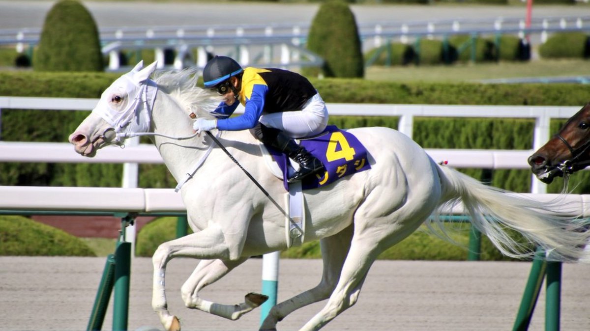 大阪市立大学馬術部 Uma Uma Ocu Twitter