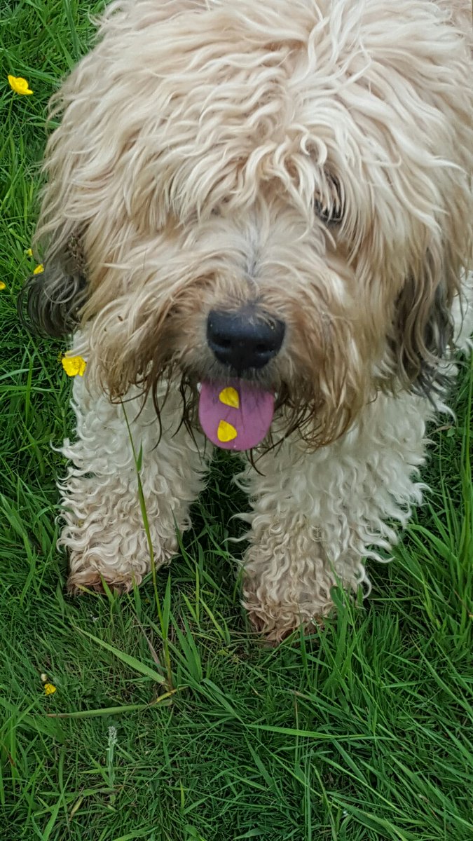 Find a new #dog # walk with mypawson.com/dog-walks