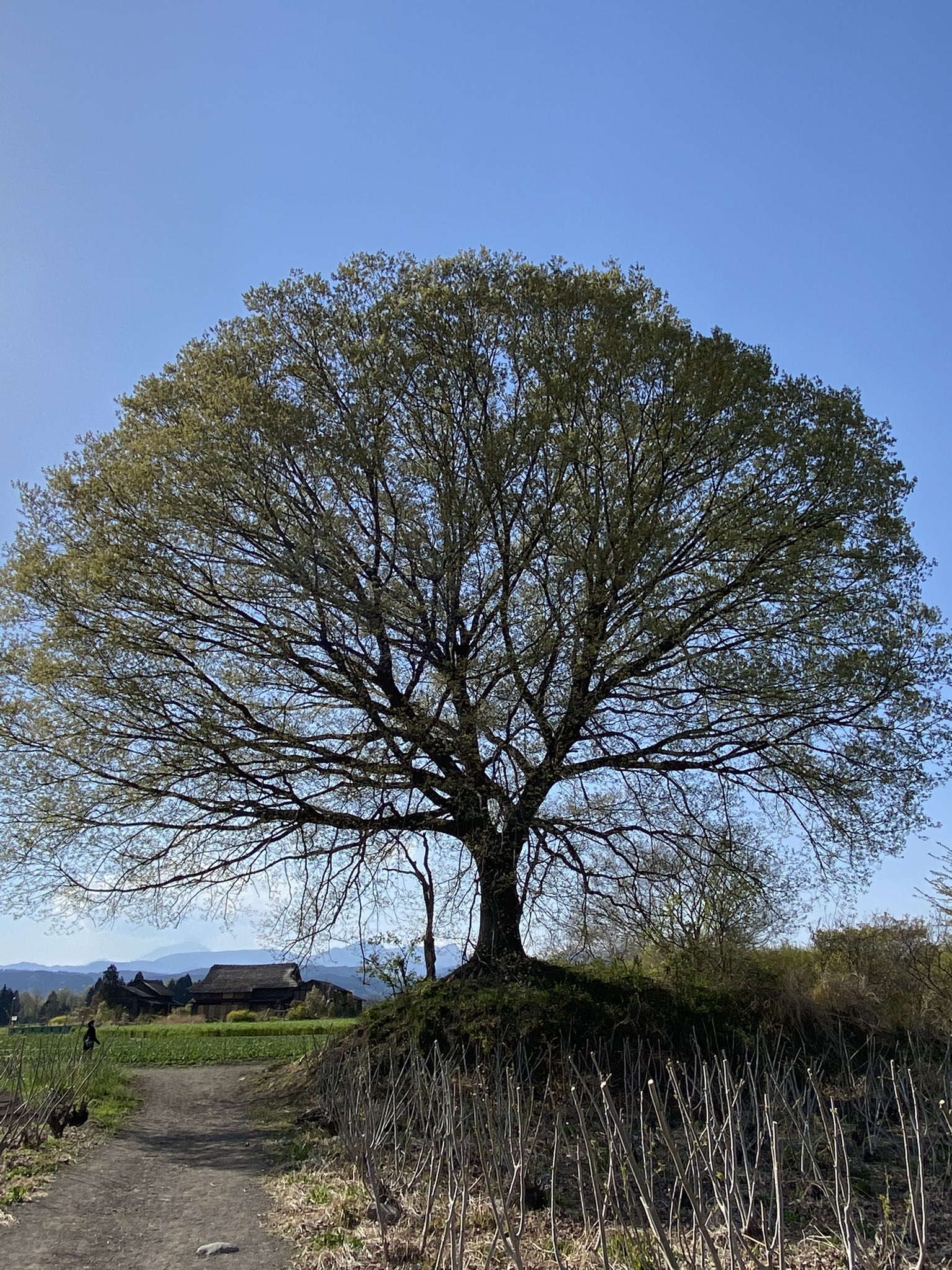 ひこばえの木 Twitter Search Twitter