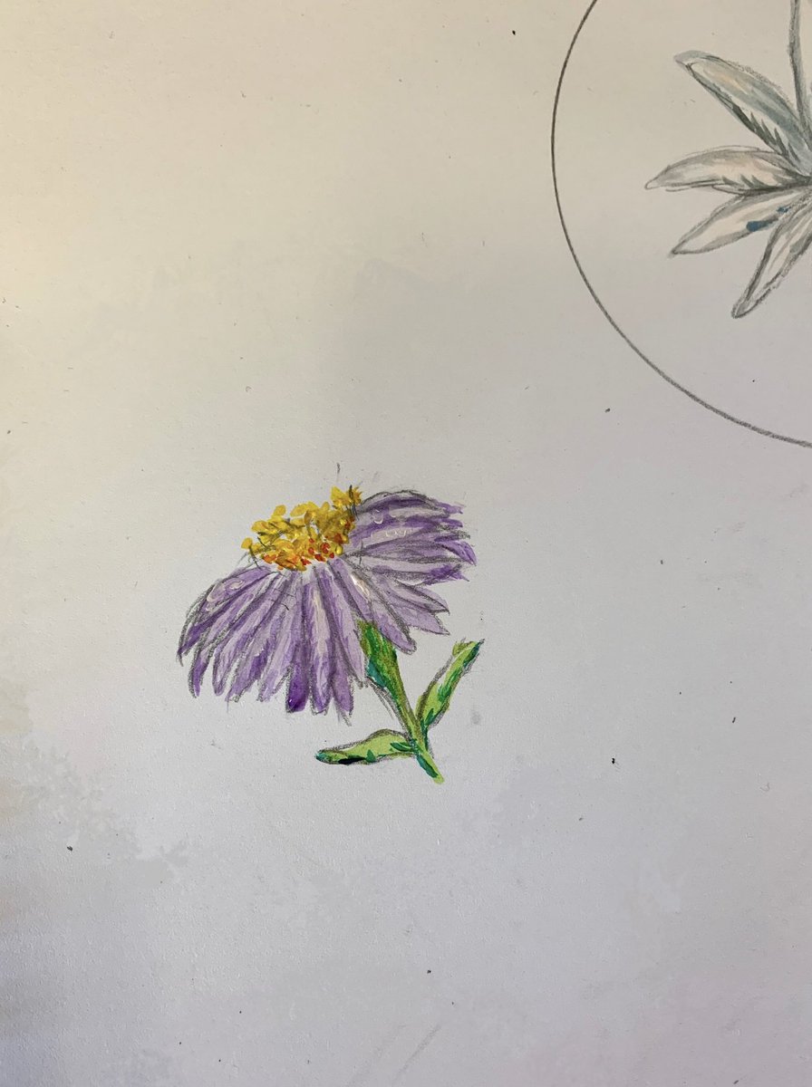 Asther thought to be the holy flower as perfume drive evil spirits away in the Philippines! 💜 #climatechange #flowers #Philippines #nature