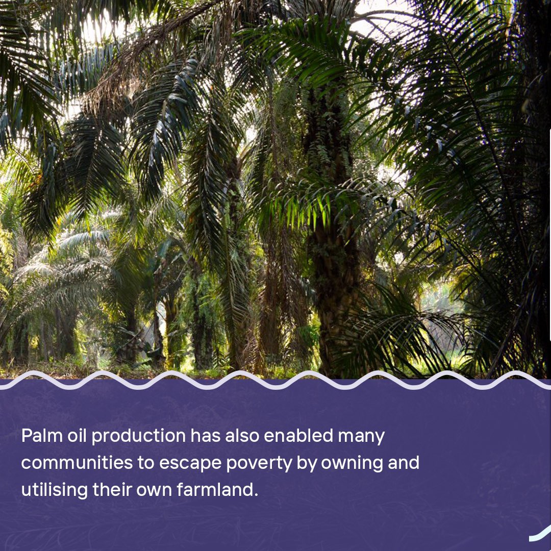 Palm oil can be found in 50% of our supermarket products, and demand has increased four-fold since 1995! We’re constantly told that using palm oil is ‘bad’ and that it should be boycotted. But what’s the truth? Here’s some things you DIDN’T know about palm oil 