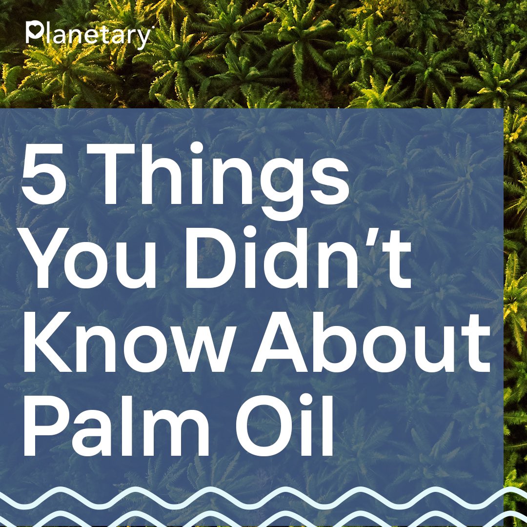 Palm oil can be found in 50% of our supermarket products, and demand has increased four-fold since 1995! We’re constantly told that using palm oil is ‘bad’ and that it should be boycotted. But what’s the truth? Here’s some things you DIDN’T know about palm oil 