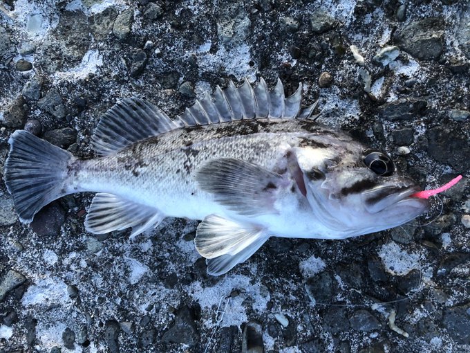 結局釣りに来てるし('・ω・`)
28cmくらいのクロソイ('・ω・`)
せめて尺は超えたいからリリース('・ω・`) 