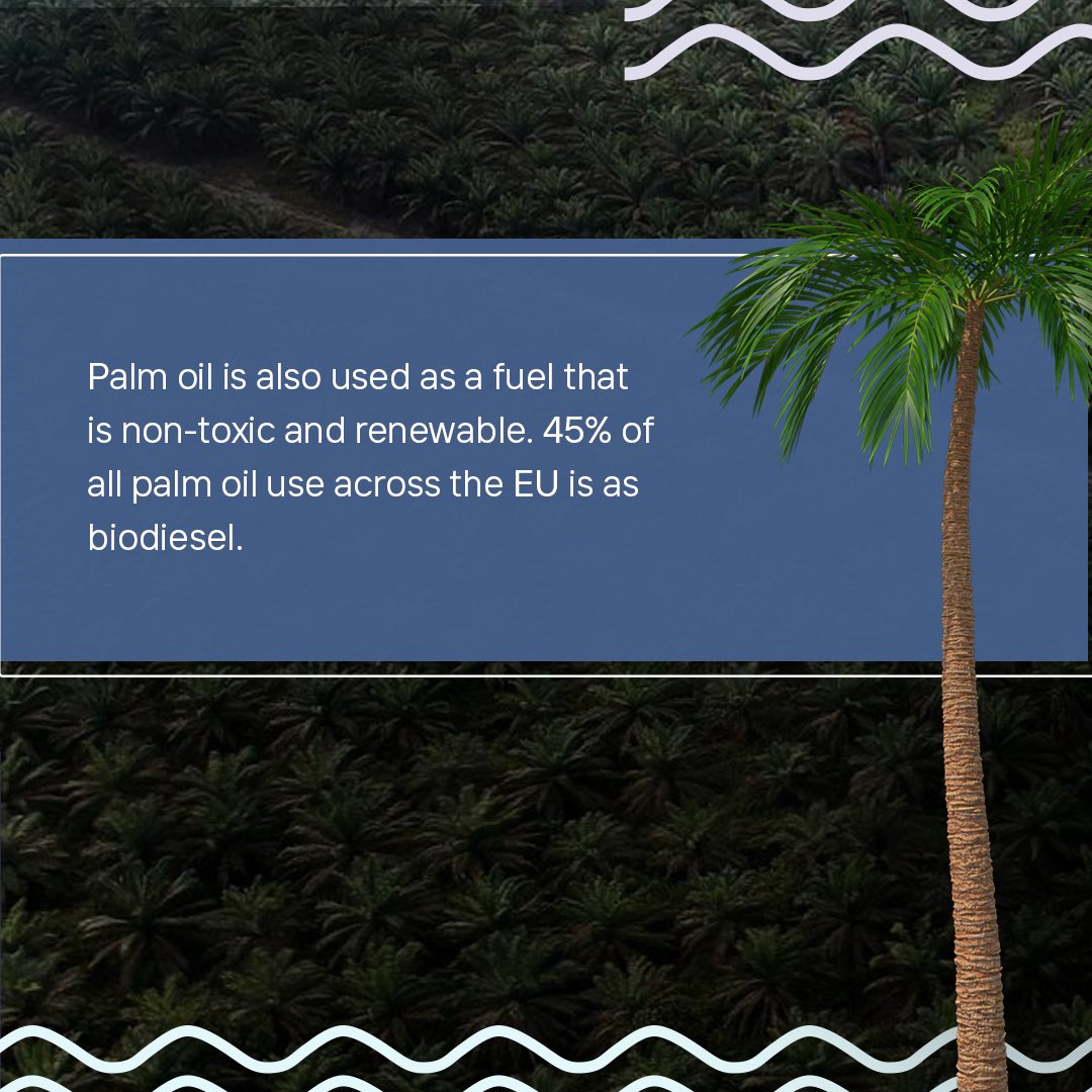 Palm oil can be found in 50% of our supermarket products, and demand has increased four-fold since 1995! We’re constantly told that using palm oil is ‘bad’ and that it should be boycotted. But what’s the truth? Here’s some things you DIDN’T know about palm oil 