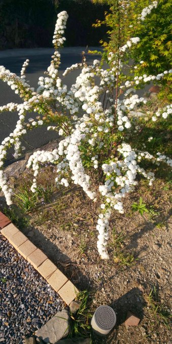 花絵のtwitterイラスト検索結果 古い順