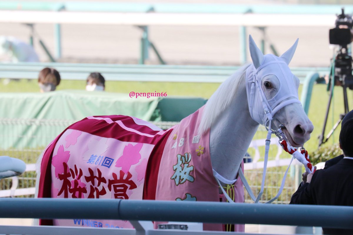 Twitter 上的 ぺんぎんさん こちらを向いて微笑んでくださったので め 女神さま となりました 平伏しながら ソダシ 桜花賞 T Co Kxgwjxij0x Twitter