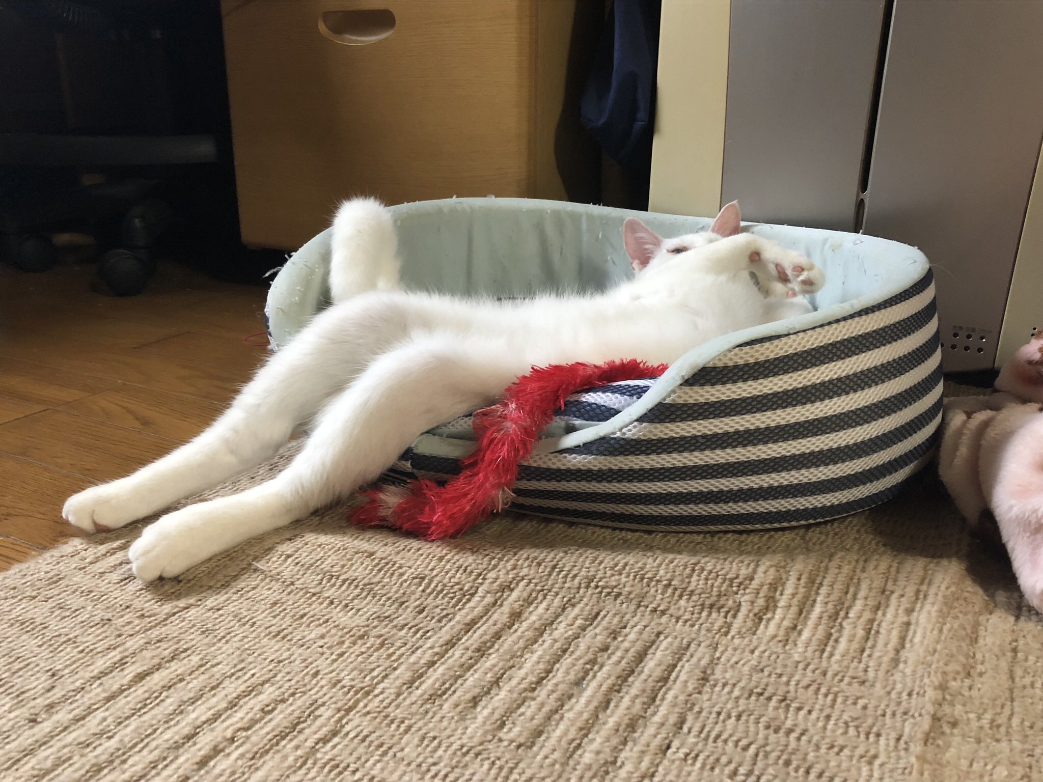 こむぎ いや 足ピーン じゃないのよ 猫のいる暮らし 猫のいる生活 猫好きさんと繋がりたい 白猫 T Co Bgy04qflnh Twitter