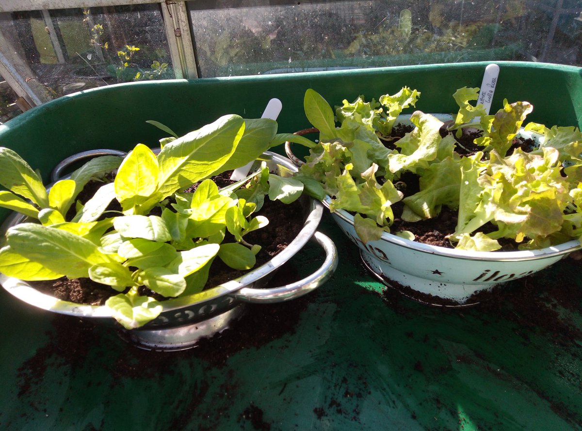 Is this taking from "plot to plate" a little too far? Just rinse off the soil and voila!

We'll be planting some lettuce and other crops in the communal vegetable bed when this pesky weather settles down.