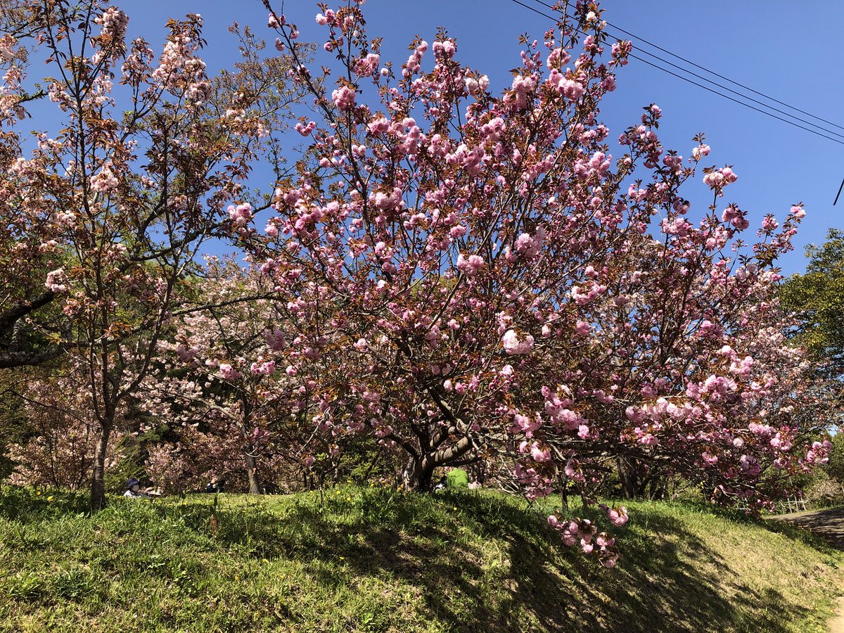 centerpark's tweet photo. 桜とマイカーと新緑と3 https://t.co/vA1G95A5Eu