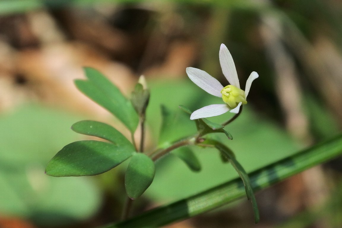تويتر 漱石枕流 على تويتر ヒメウズ 姫烏頭 By J5 いつもの路で ヒメウズ の花も路端を賑わしています 普通 花は 下向きに咲くのですが ちょうど上向きに咲いていたのがあったので撮らせて頂きました 白い花びらのように見えるは萼で その中の تويتر 漱石枕流 على تويتر ヒメウズ 姫烏頭 By J5 いつもの路で ヒメウズ の花も路端を賑わしています 普通 花は 下向きに咲くのですが ちょうど上向きに咲いていたのがあったので撮らせて頂きました 白い花びらのように見えるは萼で その中の