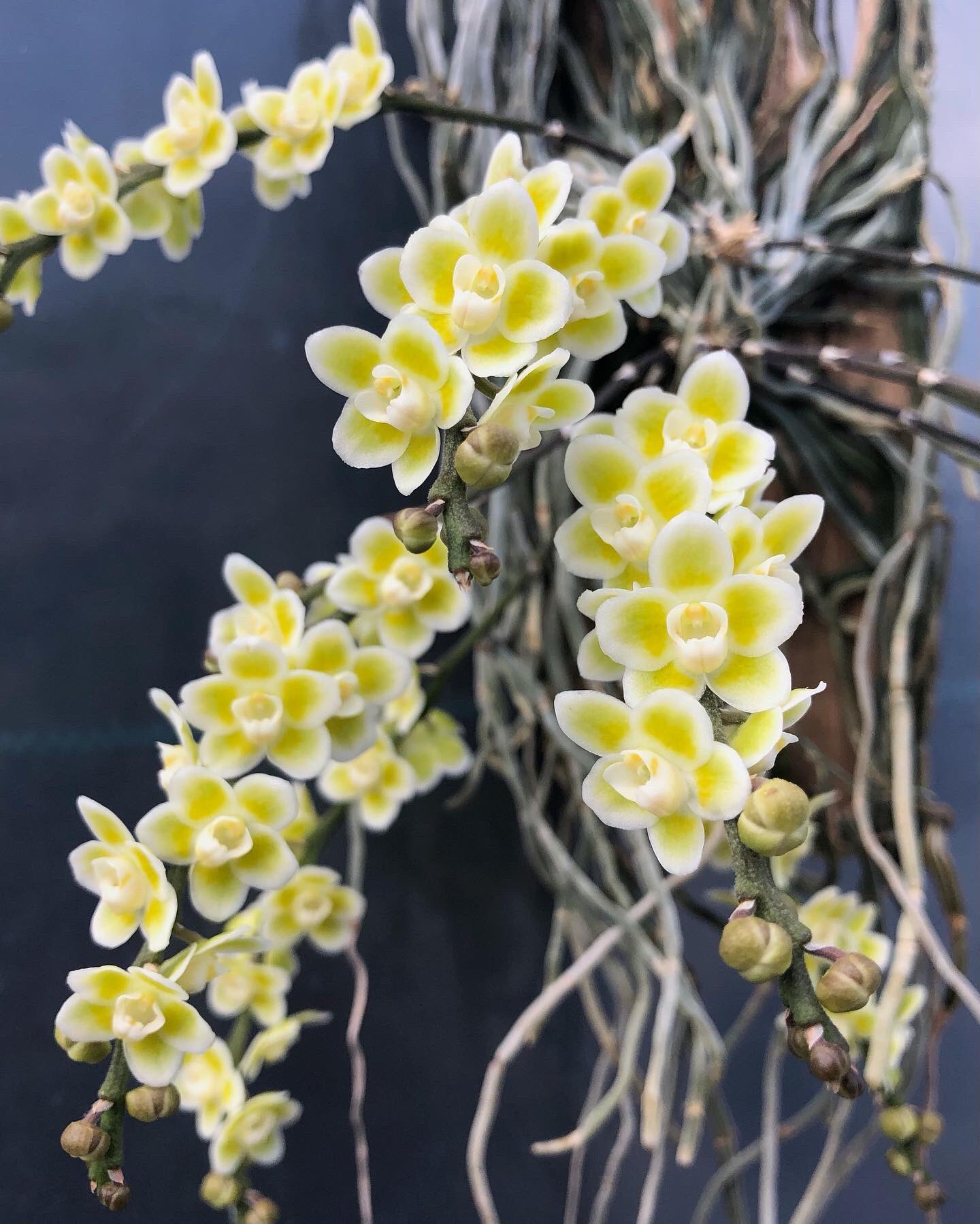 Necomoss Iida Chiloschista Viridiflava もう少しで満開 Orchid 蘭 着生ラン Chiloschista 無葉蘭 T Co Aziujzwmx7 Twitter