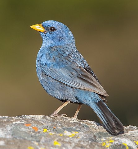 Blue Finch