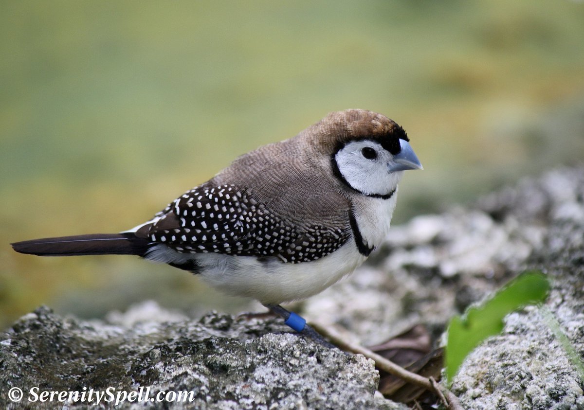 Owl Finch