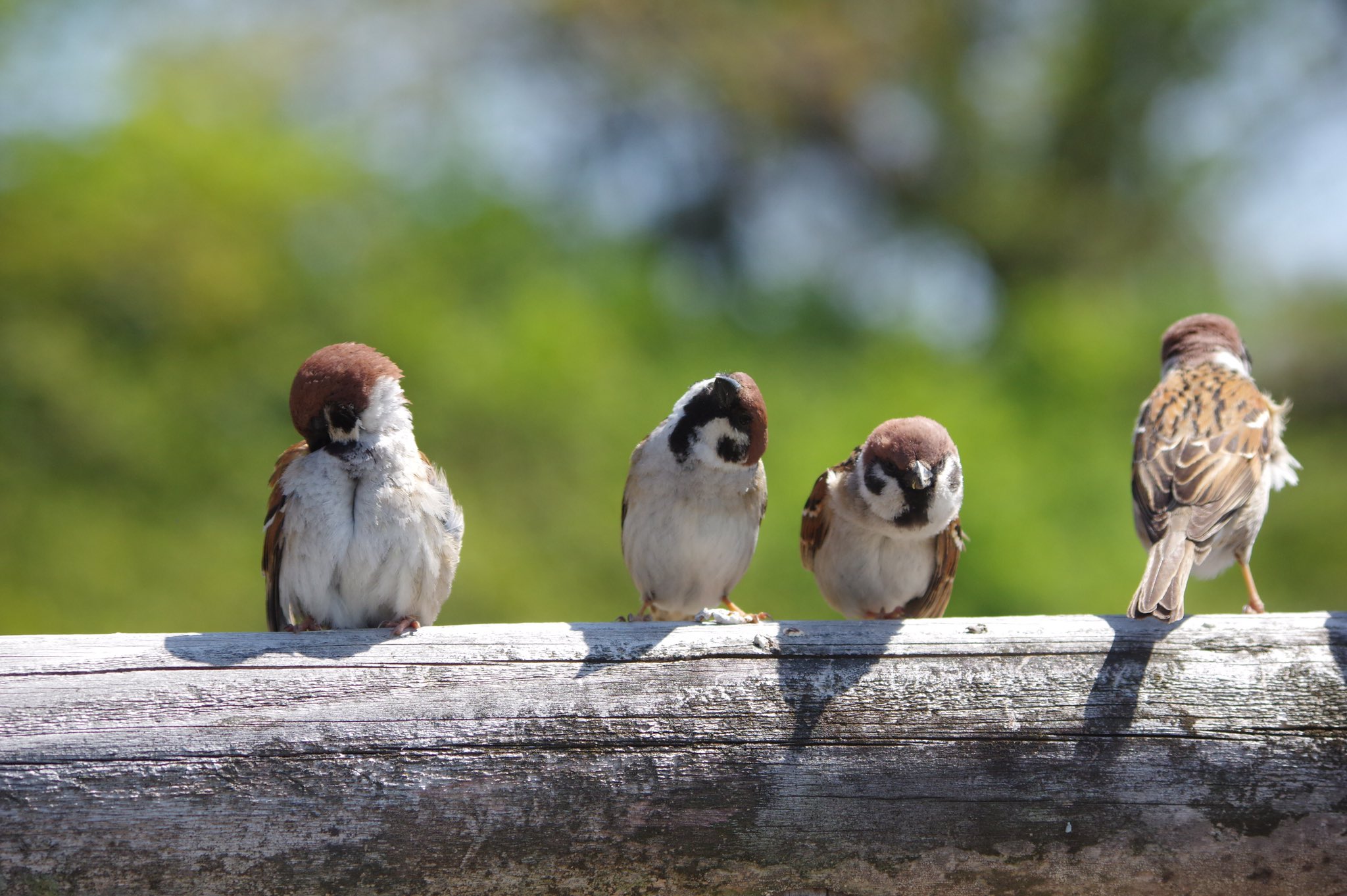 中野さとる いちいち動きがかわいい 雀 スズメ すずめ Sparrow 鳥 小鳥 野鳥 Bird T Co Dtotklncjr Twitter